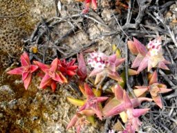 Crassula capitella subsp. thyrsiflora