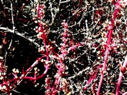 Crassula capitella subsp. thyrsiflora wrestling with the bush