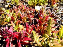 Crassula capitella subsp. thyrsiflora leaf colours