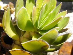 Crassula ciliata