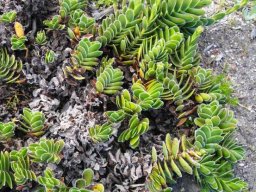 Crassula ciliata in the Harold Porter National Botanical Garden