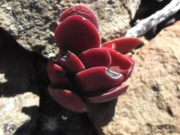 Crassula ciliata that rocks