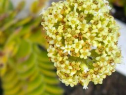 Crassula ciliata flowers