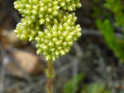 Crassula ciliata early flowering stage