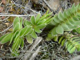 Crassula ciliata showing two leaf orientations