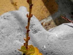 Crassula ciliata young and old