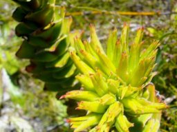 Crassula coccinea ready to bloom