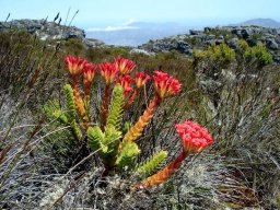 Crassula coccinea in habitat