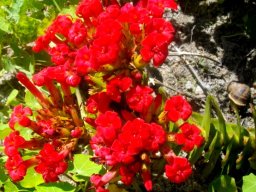 Crassula coccinea