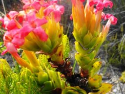 Crassula coccinea bearing pink flowers