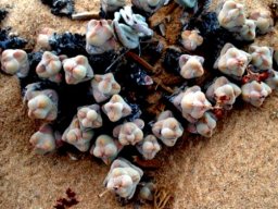 Crassula plegmatoides