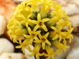 Crassula columnaris 