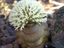 Crassula columnaris many white flowers