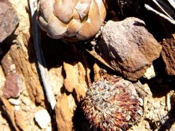 Crassula columnaris subsp. columnaris with and without