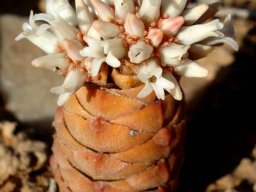 Crassula columnaris subsp. prolifera flowering white