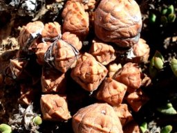 Crassula columnaris subsp. prolifera