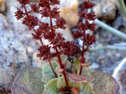 Crassula pseudohemisphaerica