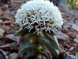 Crassula congesta subsp. laticephala flowering white