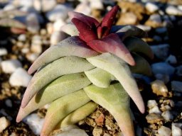 Crassula congesta subsp. laticephala new leaf colouring