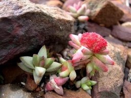 Crassula congesta subsp. laticephala flowering red