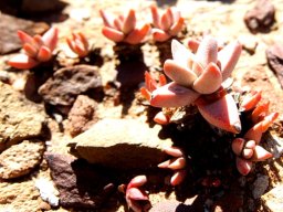 Crassula congesta subsp. laticephala seedlings