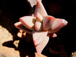 Crassula congesta subsp. laticephala young plant