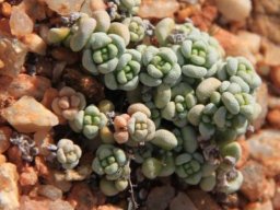 Crassula corallina