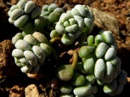 Crassula corallina leaves
