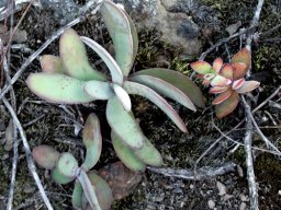 Crassula cotyledonis challenging perception