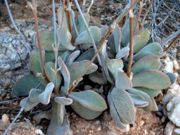 Crassula cotyledonis in greyness