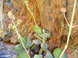 Crassula cotyledonis inflorescences