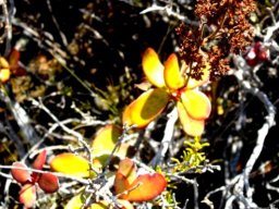 Crassula cultrata