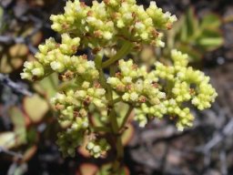 Crassula cultrata flowers and buds