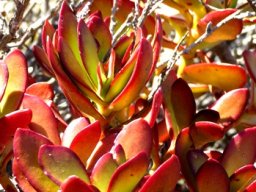 Crassula cultrata red leaves