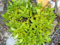 Crassula cultrata with green leaf margins