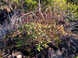 Crassula cultrata spreading shrublet