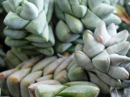 Crassula deceptor leaves