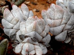 Crassula deceptor