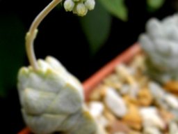 Crassula deceptor young inflorescence