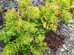 Crassula dejecta
