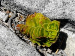 Crassula dejecta, a Table Mountain ascetic