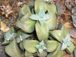 Crassula deltoidea leaves