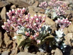 Crassula deltoidea flowers