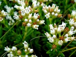 Crassula dependens