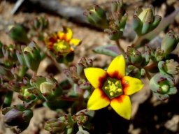 Crassula dichotoma sepals and leaves