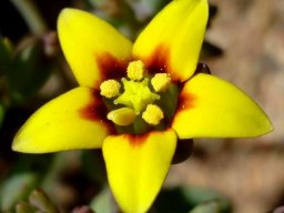 Crassula dichotoma flower