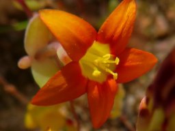 Crassula dichotoma, the other colour 