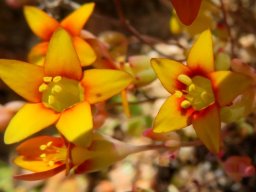 Crassula dichotoma ring around the mouth