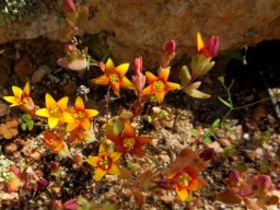 Crassula dichotoma small plants