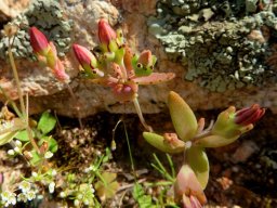Crassula dichotoma leaves